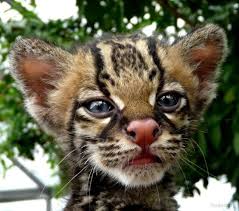 zPicture's tweet image. 