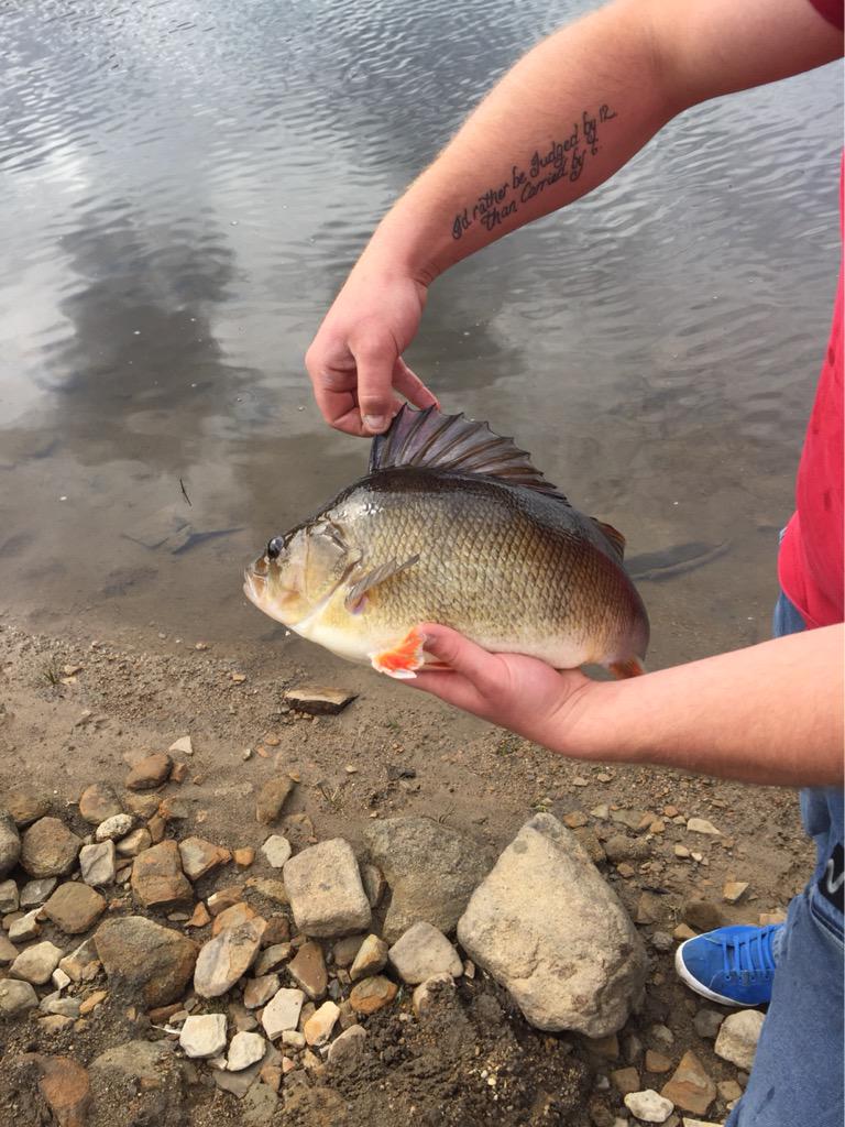LeemingDanny's tweet image. Another perch #fishing #badboy