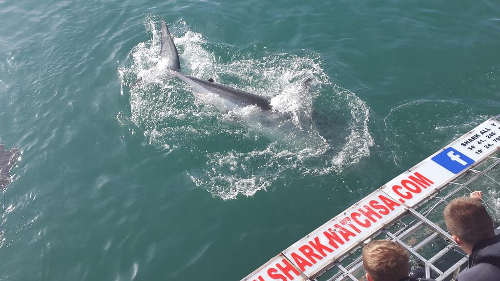TrentSport's tweet photo. Great day at Gansbaai whale watching, penguin rescue, and of course the shark dive! All boys and limbs present! http://t.co/ZdSeghEHqn