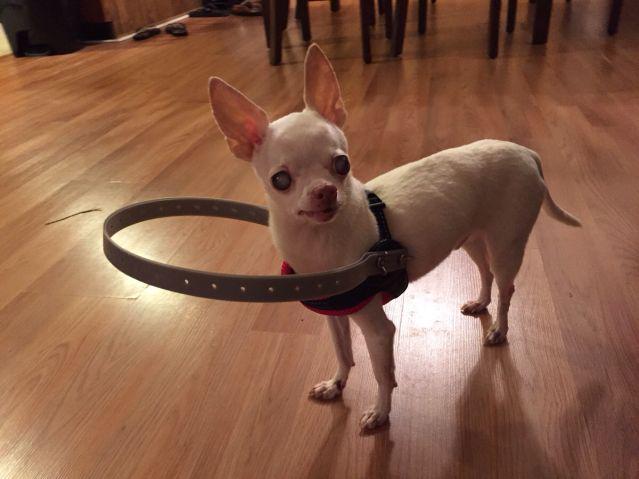 EstapafurdioNet's tweet photo. Bumper Buddy - o pára-choques para cães cegos - http://t.co/l5zFJTnTcK http://t.co/wInD5v8lPC
