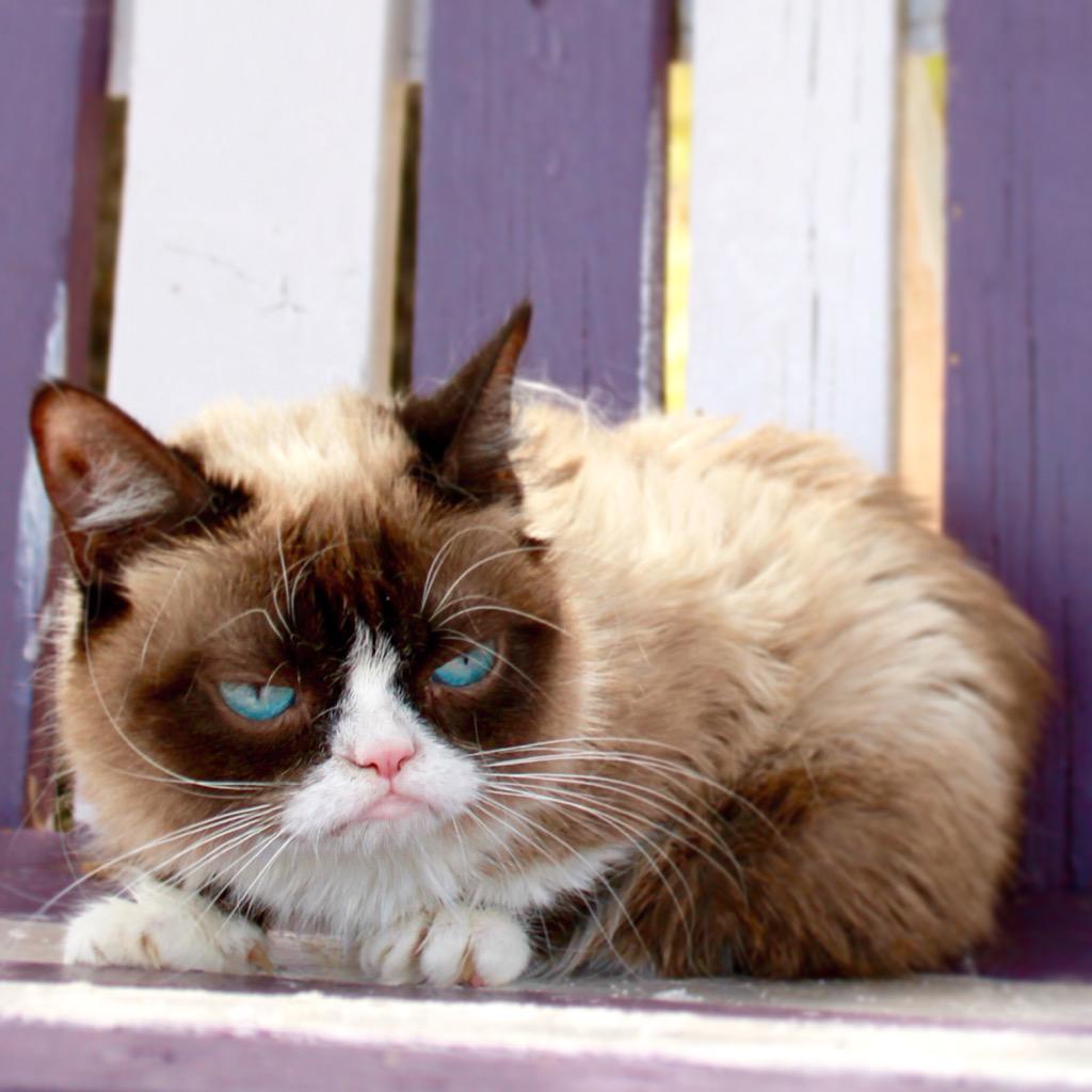 RealGrumpyCat's tweet photo. http://t.co/kQLH8lXqje