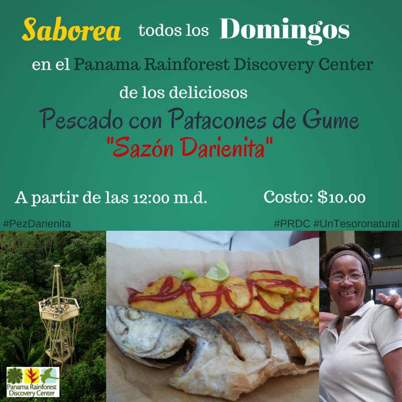 PmaRainForest's tweet photo. Domingos de Pescados con Patacones "Sazón Darienita" en el Panama Rainforest Discovery Center http://t.co/x2PZHdXO4O