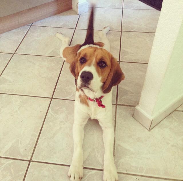 My rescue pooch Reggie just maxing and relaxing #beagle #love