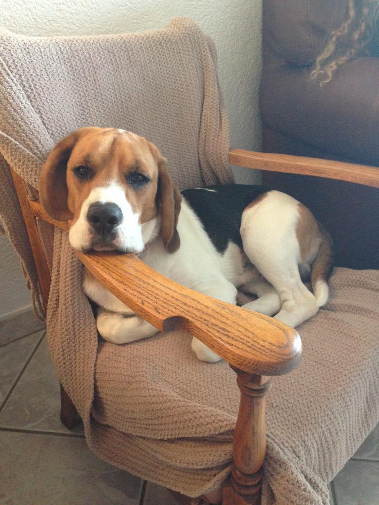 Not allowed up there..but he's as nimble as a cat...having a cute face helps too. #beagle #life #cotching