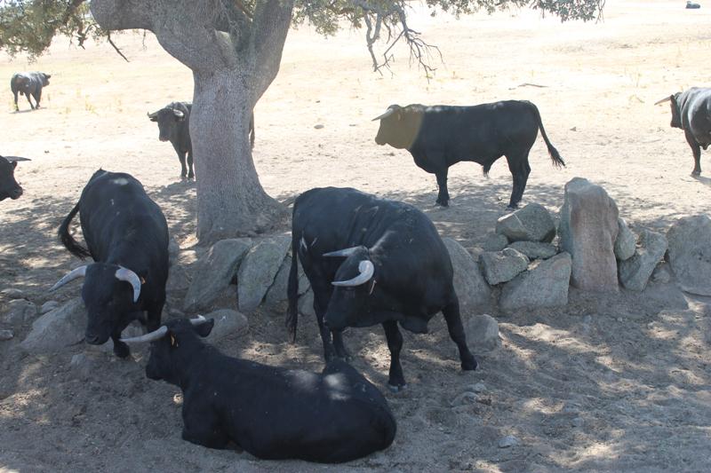SArtvALDIA's tweet photo. CANTALPINO | Novillos con empaque para una buena afición (Los toros de la fiesta) http://t.co/T7kOFknVlQ http://t.co/XV5Bb7VhvA