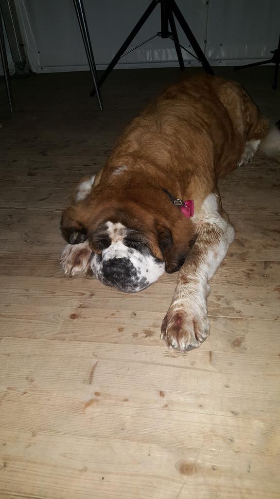 UndertheDomeWB's tweet photo. The mascot of the festival bar. Narnie.  #CreativeMayhem #whitleybay http://t.co/qFSqMBU5vT