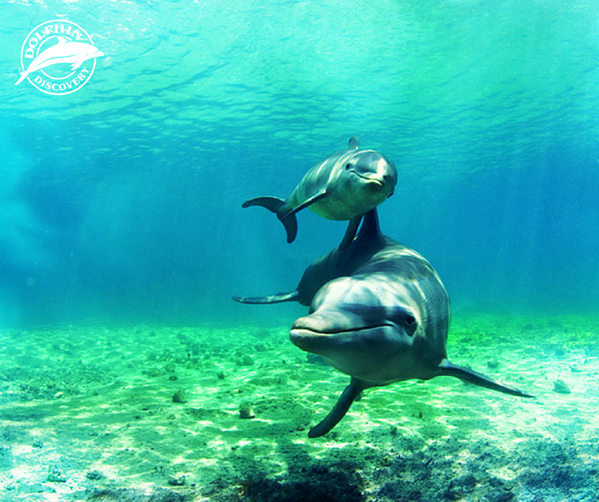 dolphindiscENG's tweet photo. #DDfact During lactancy, a dolphin mommy can feed her baby up to 4 times per hour. http://t.co/Uzlk3RSPt9