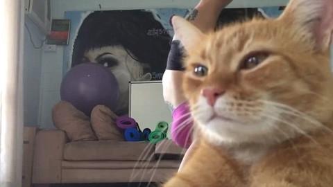 CrazyCatFreaks's tweet photo. Hilarious Videos of Cats Ruining Yoga Videos: http://t.co/dxmVBzHaFg http://t.co/4PQFjmfRin