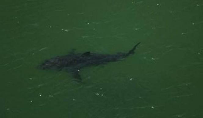 Shark_Katharine's tweet photo. Katharine The Great White Shark Surfaces Near The Outer Banks, Could Be Heading North http://t.co/ZhzKZgIQPy @OCEARCH http://t.co/6UK1w44qiX