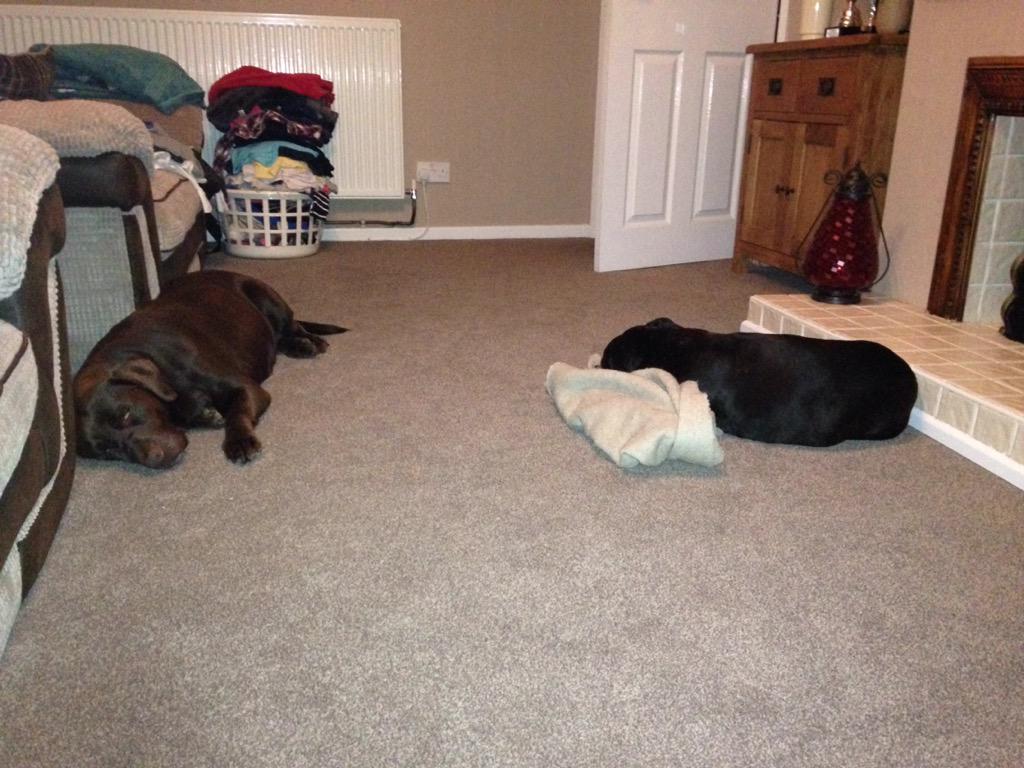 TomLopes__'s tweet photo. Id like to hear the tv please, chilling with two snoring pigs #countingsheep http://t.co/l5ZOmeduqT
