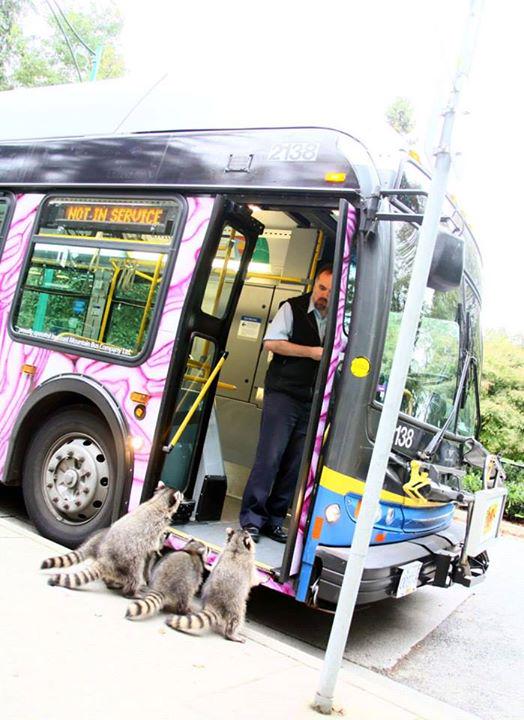 panicdots's tweet photo. Raccoons trying to board a bus in Stanley Park http://t.co/pH7eqTC4pL