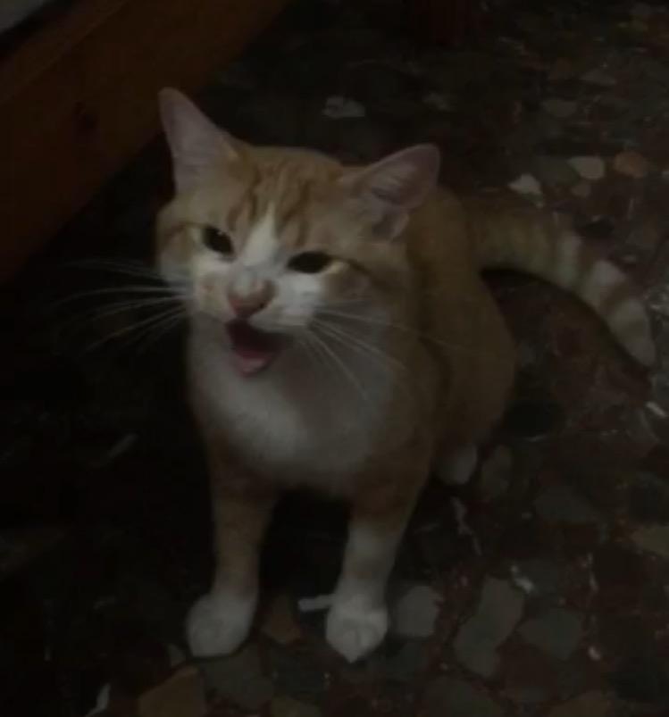 mangelrogel's tweet photo. Esta cara tiene mi gato desde que he venido al pueblo. http://t.co/oWpfqSNWez