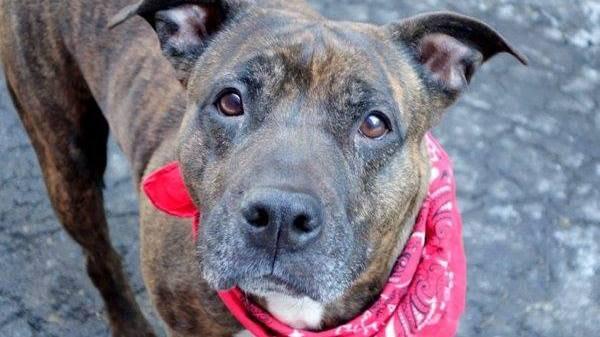 babar2's tweet photo. Petition: Make NYC ACC into a LOW KILL shelter https://t.co/xIHBR1gIUA 1,289 needed to reach 7,500.Please sign &amp; RT http://t.co/y3GUUGhTQG