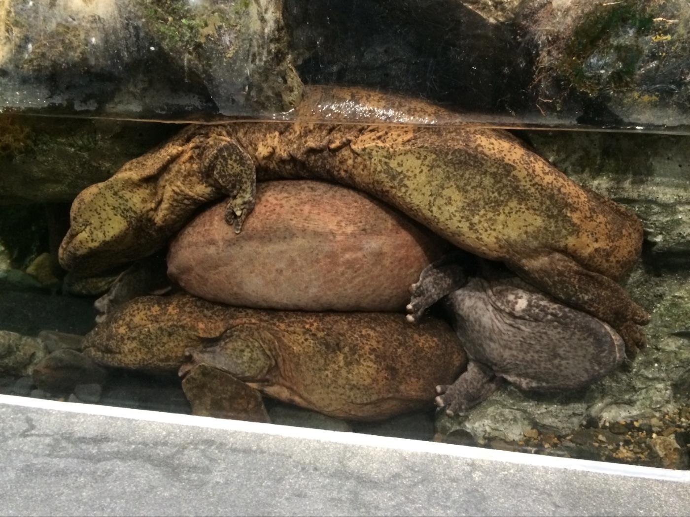 京都水族館 on Twitter: "さて問題です。何匹いるでしょうか？ #オオサンショウウオ #京都水族館 http://t.co ... - CLc2ISIUsAEqEXA
