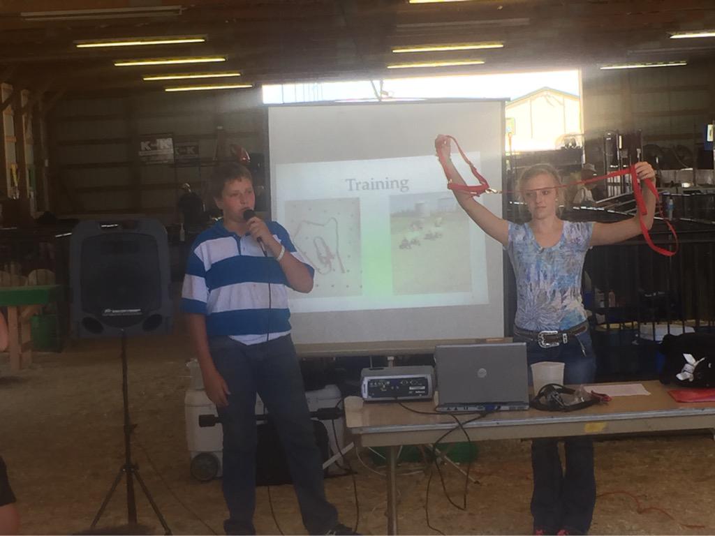 KMS_AgEd's tweet photo. Learning about sheep! #meekerfair2015 #meeker4h #mn4h #demo #danielsonhustlers http://t.co/h2WzQIm0ES