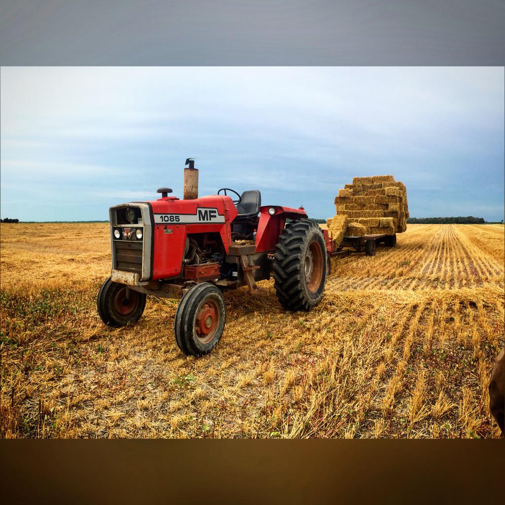 themeatmistress's tweet photo. It's nothin' fancy but gets the job done #straw15 #masseyferguson #newholland http://t.co/kX68BtcmZz