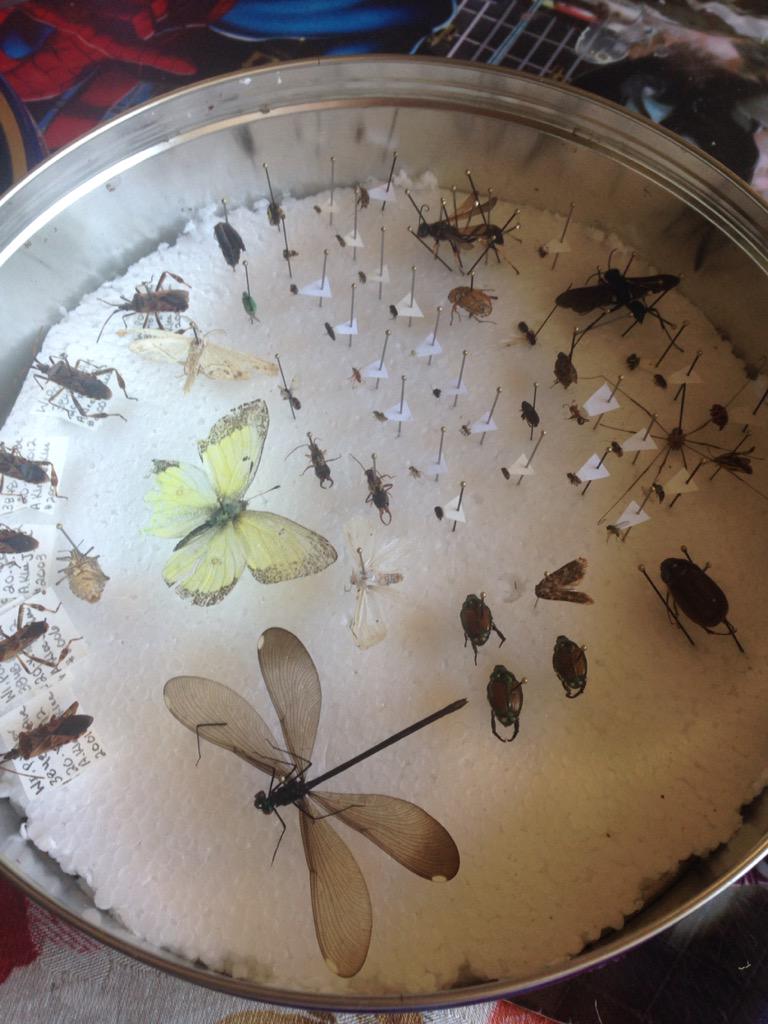 #insect #bugcollection 2015 - keeps growing. Early season finds. We will be making an 'in our garden' box.