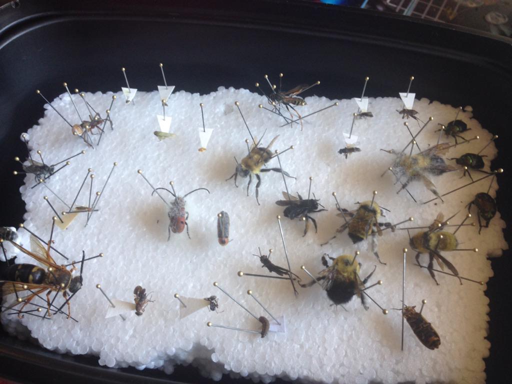 #insect #bugcollection 2015 - small mold infestation. Only a few affected. Popped in the freezer to kill spores.