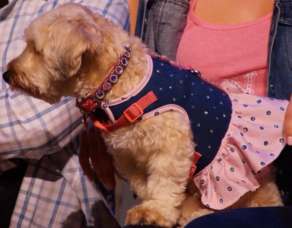 LegallyDogs's tweet photo. Wow, look at me! I'm beautiful! 😍
-Piper🐾
#btcpuppyparty #keepitpawsitive http://t.co/sQuOFMvFhG
