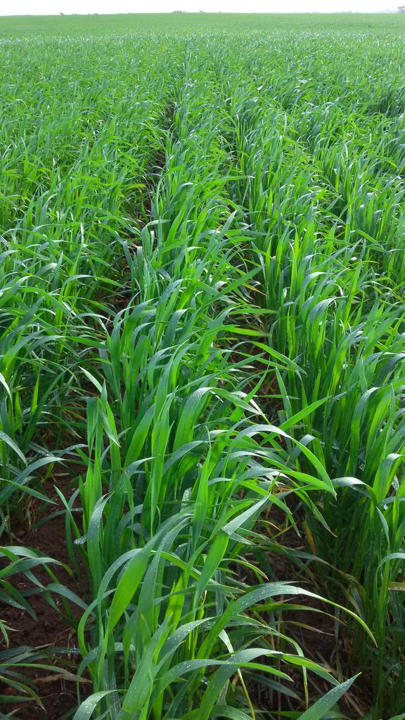 rootbootfarmer's tweet image. #Corack. #Wheatonwheat. #pairedrow. #rootboot.