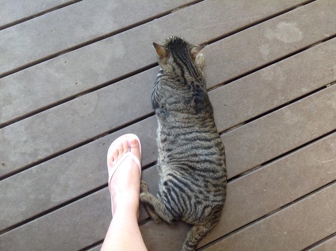 The cat is still here. Has caught two mice so I guess it can stay. http://t.co/hEXniU7LjT<a href="/tag/thebigleap"class="tags"><span>#thebigleap</span></a>