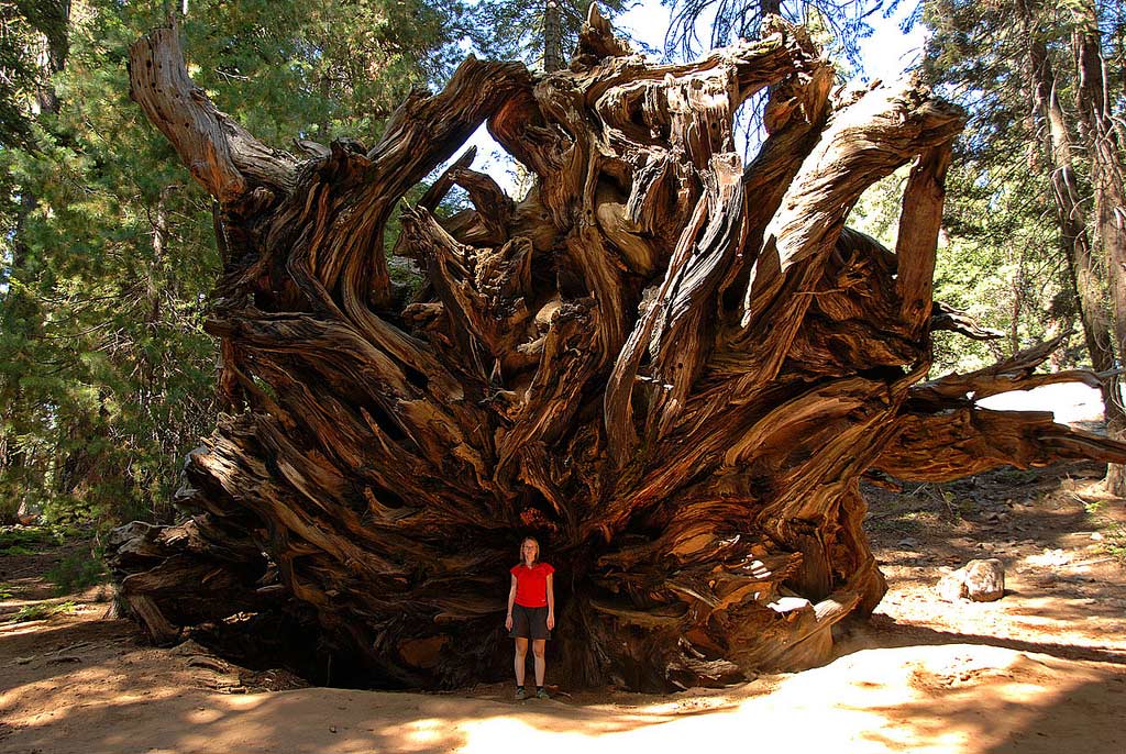 Огромный корень дерева. Секвойя дерево. Секвойя парк США. Корни калифорнийской секвойи.