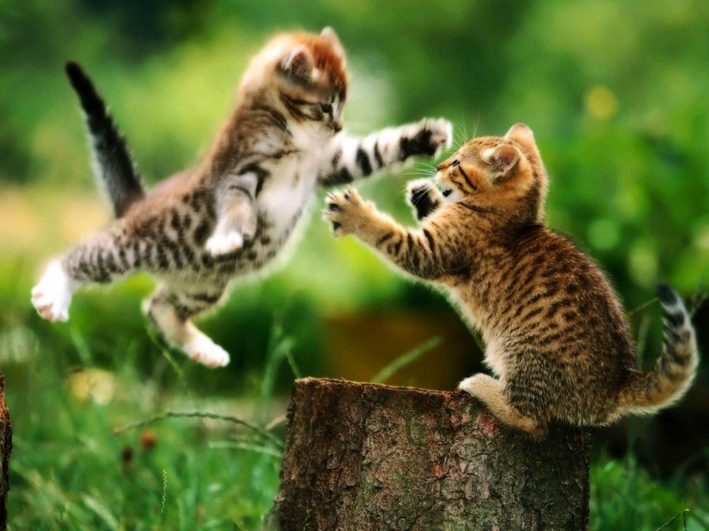 SendMeCatFacts's tweet photo. @katecost18 isn't this kitty adorable??? http://t.co/0l5u2pgZfi