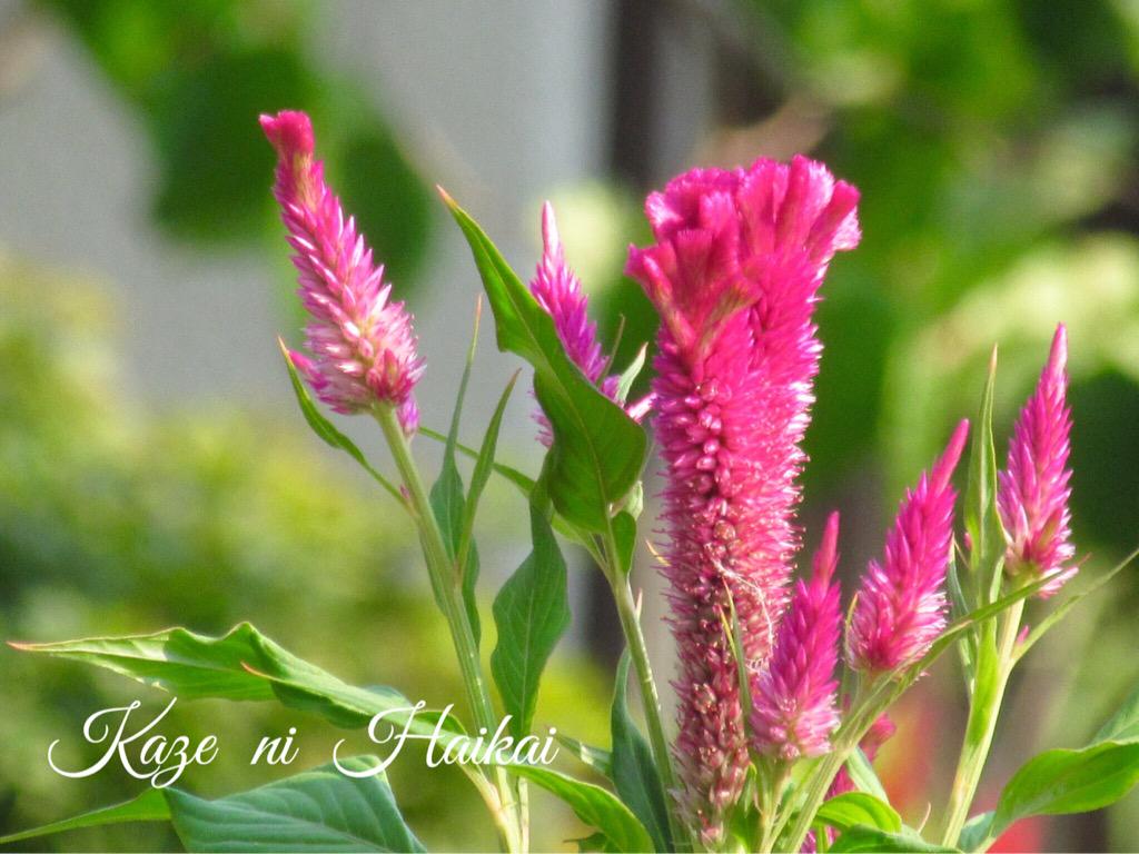 羽毛鶏頭 Twitter Search Twitter