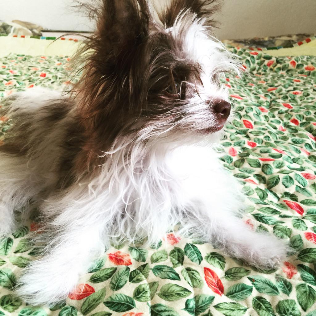 LeilaSSML's tweet image. 😍 My puppy