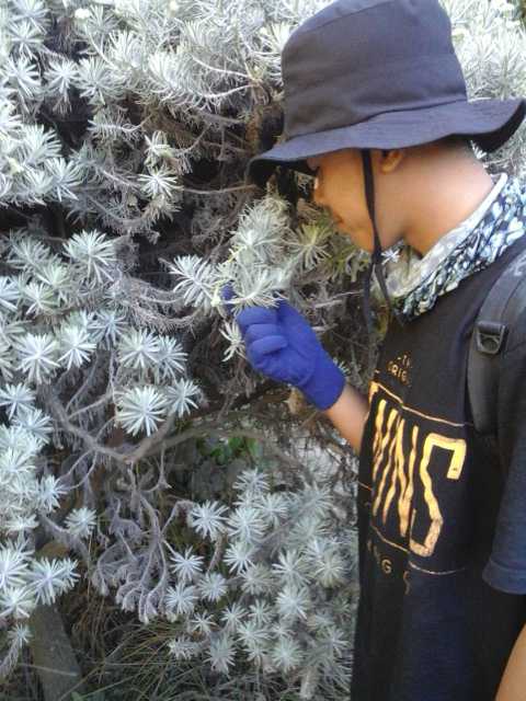 <a href="/twins_cloth/">TWINS CLOTH</a> menikmati dan memegang indahnya bunga edelwase (Tegal Alun)