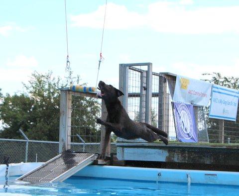 danny_lease's tweet photo. Little Allie @akcdoglovers #airretrieve #mydogcandothat #labrador #retriever http://t.co/qzD4cU8DYq