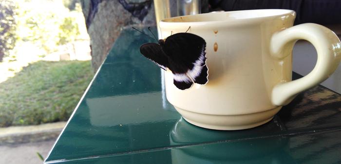 EkaPangulimaraH's tweet photo. Ngupi Pagi.. http://t.co/GzN0WUXN2X