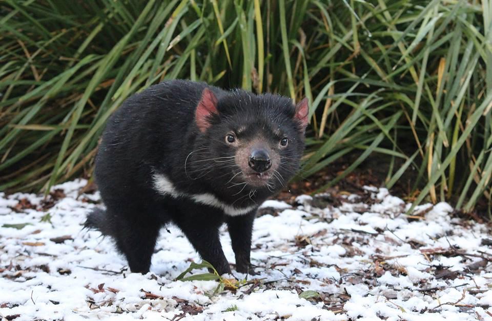 ウォンバット投稿を放り込む