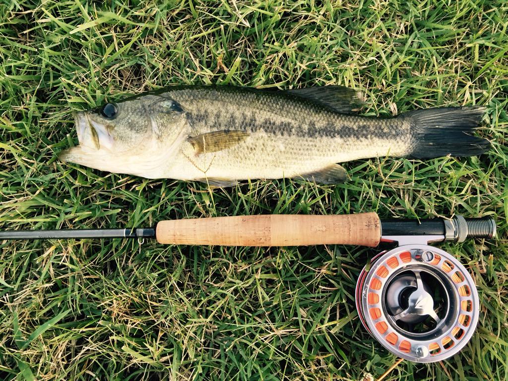 JaredPyatt's tweet photo. Sunday night fun! #flyfishing #bassonthefly #sage #golfcoursepond http://t.co/vtTWXj5Jsh