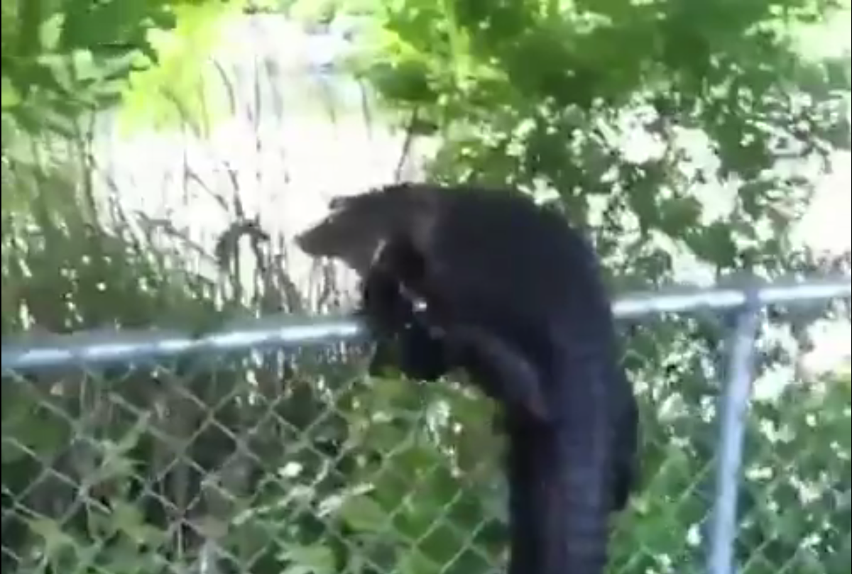 ForTheWin's tweet photo. Alligators have learned to climb fences and it's over for all of us – http://t.co/gJuwlM5nXw http://t.co/DpZxqczUrE