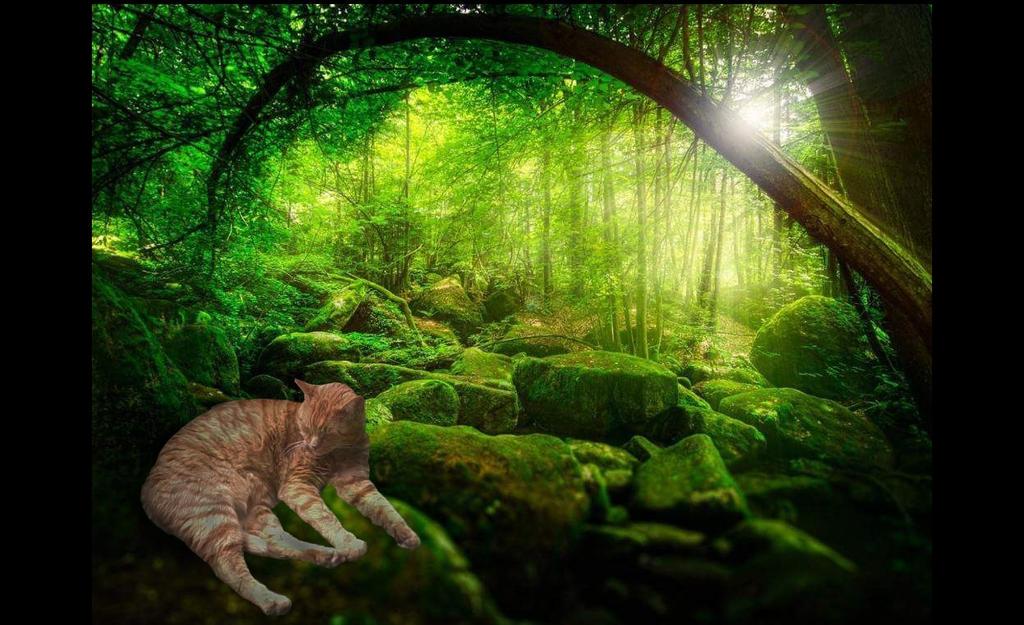 ScullyNoreen's tweet image. Goodnight dreamers from the depths of the mysterious forest in Guerneville Ca.  .......😫