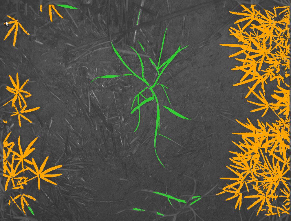 SPAA_Inc's tweet image. 1st time #HSensor used in Aust on #lupins And it works!Compare leaf shape bw crop &amp;amp; ryegrass  #SAGIT @AgCommunicators