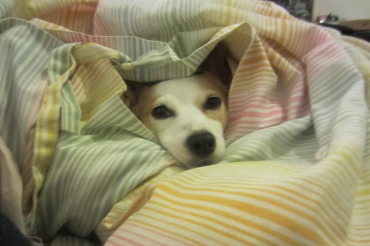 barking mad dog boarding