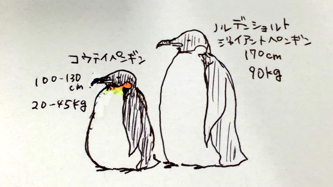 化石ペンギン大きい… 
