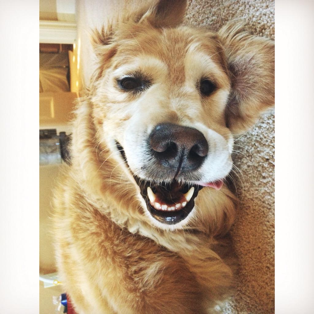 maddygervais's tweet photo. @CharlieDogYYC This is the face of a silly dog! http://t.co/zgtd9Sel1r