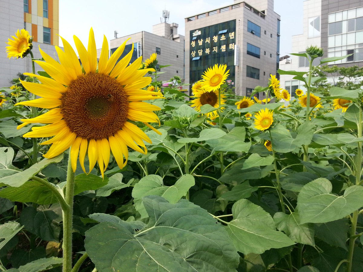 gksthfdnjs's tweet photo. 중원구 환경위생과에서 지난 6월 시청 앞 공한지에 파종한 해바라기, 코스모스가 기나긴 가뭄을 잘 이겨내고 드디어 꽃이 피었습니다!! 시민여러분 사진찍으러 오세요  #성남시 @seongnamcity http://t.co/cswawQ04X1