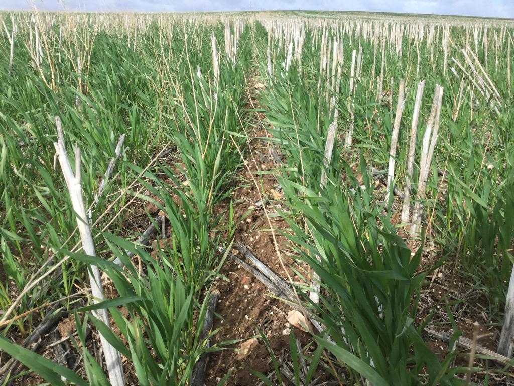 charlesedmons's tweet photo. Trojan wheat tracking along nicely at #Lexton, Vic. GS:Z30 http://t.co/avPdY516pM