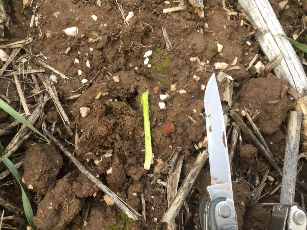 charlesedmons's tweet photo. Trojan wheat tracking along nicely at #Lexton, Vic. GS:Z30 http://t.co/avPdY516pM