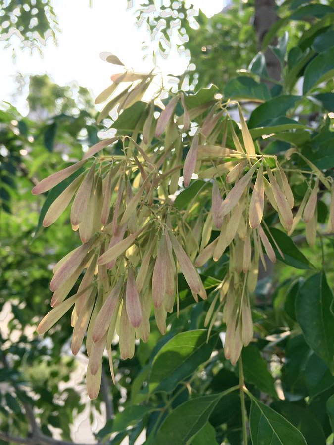 シマトネリコを植えてはいけない6つの理由 知られざる意外な特徴とは
