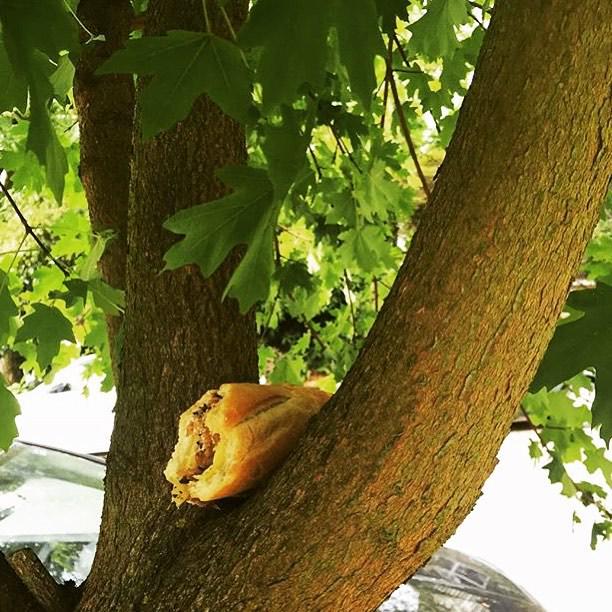 DontMove2PDX's tweet photo. We don't know how to feed trees in #Portland. HINT: THEY DON'T EAT #SANDWICHES ... #DontMo… http://t.co/9yoWr6fClo http://t.co/jCZGSluLkv