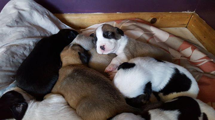 LeadandLoveRescue tweet media