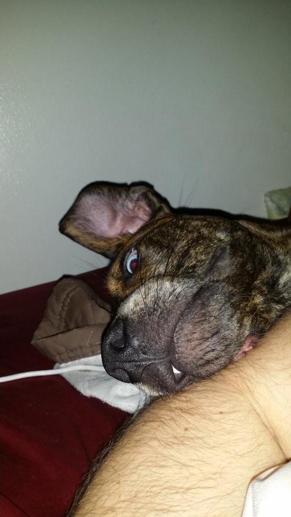 TommyTheGunn13's tweet image. I wake up to this creature creeping his way closer so he can chill on my arm. #notsneaky