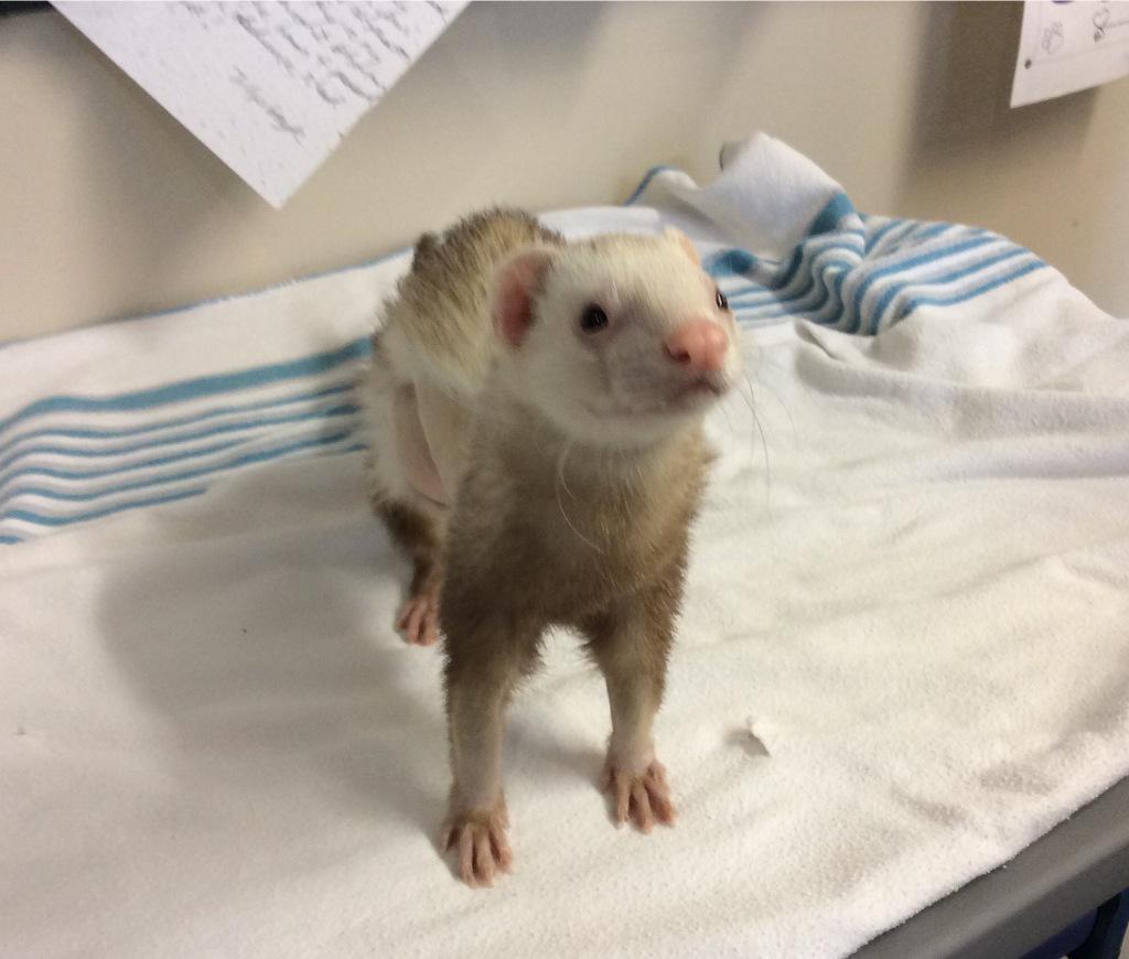 GuardianVet's tweet photo. Thanks to sweet Loki and his family for the pizza. We're so glad that Loki's doing so well at home! http://t.co/WmqhIjcwbD