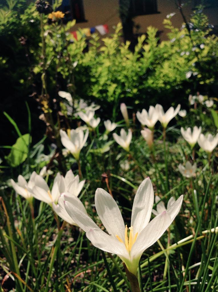 sedssasuki's tweet photo. 🌷🌷🌷 http://t.co/XoW5OMeoqu