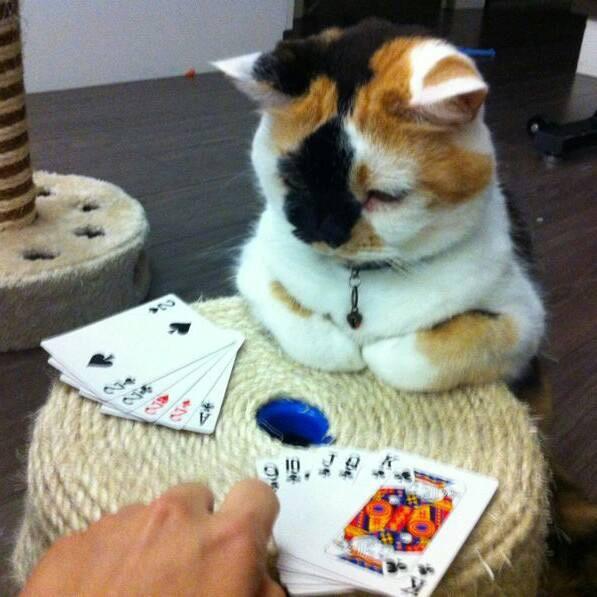 JochinC's tweet photo. #threecolorcat Play poker time http://t.co/A8FfDnqtwL
